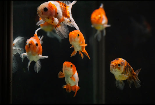 Maintaining a Happy Environment for Your Fish: The Ultimate Guide