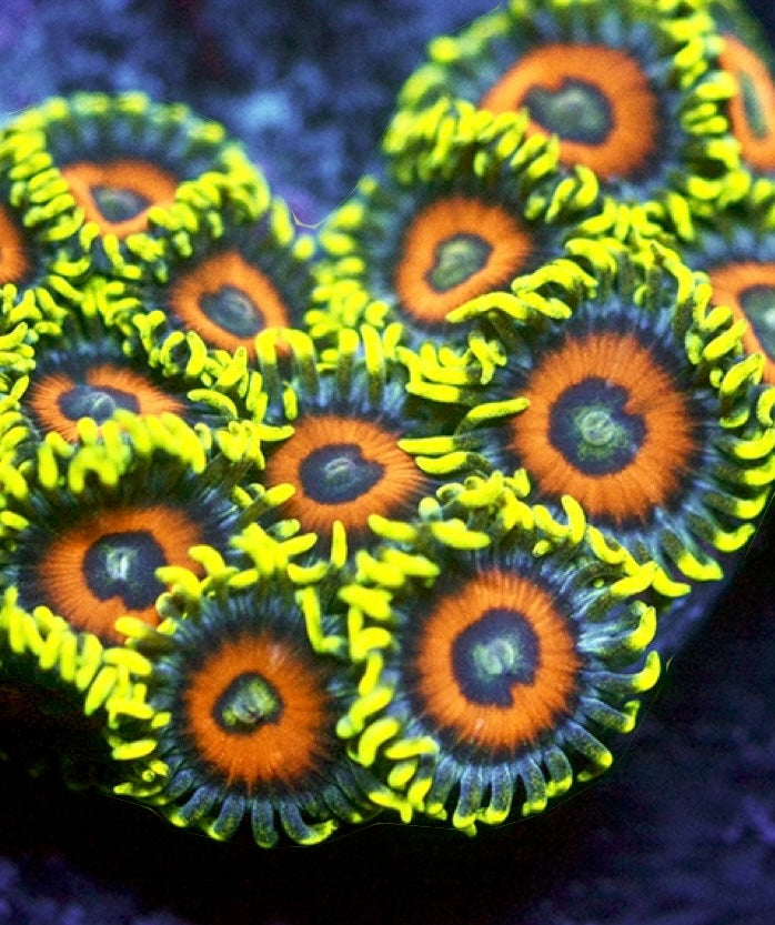 Zoas & Palys