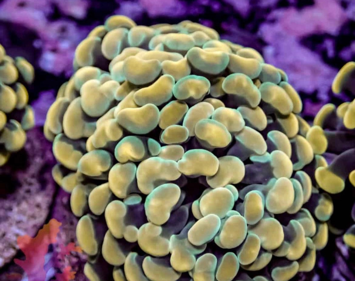 Yellow Hammer Coral