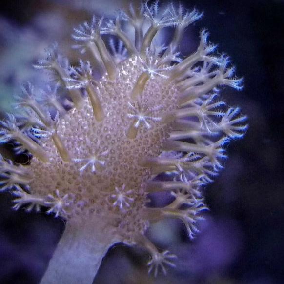 Crown Leather Coral main image 1