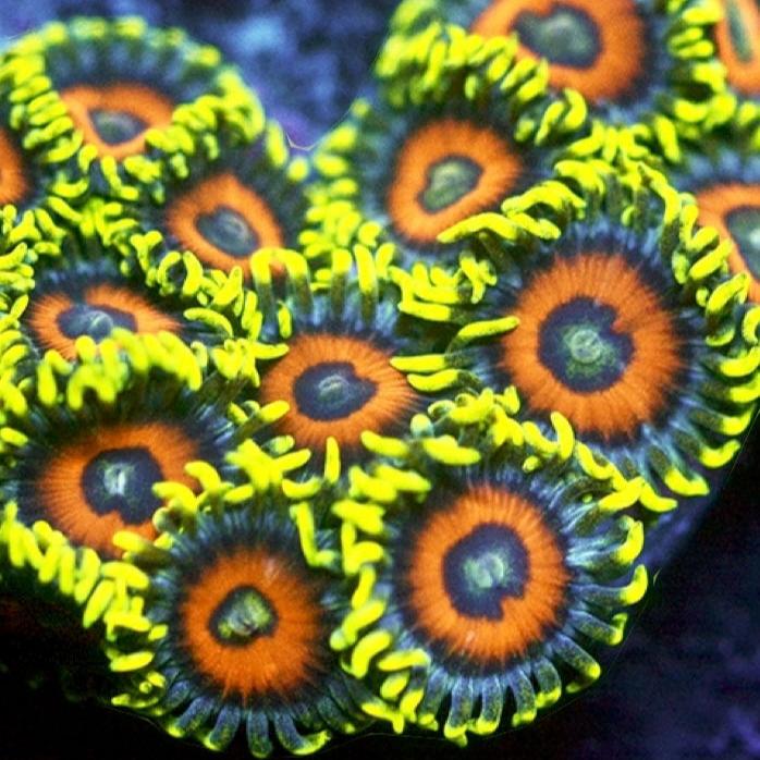 Eagle Eye Zoas