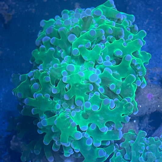 Green and Purple Frogspawn