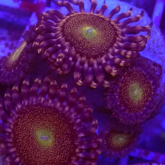 Mohawk Zoas