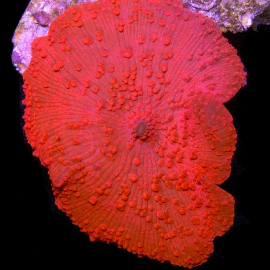 Red Discosoma Mushroom